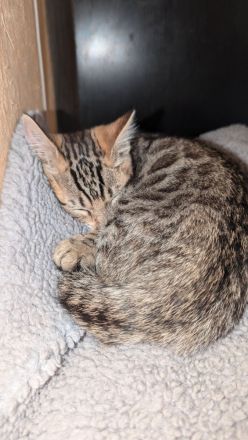 Unsere Kitten sind zum Auszug bereit