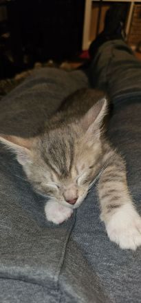 Unsere Kitten sind zum Auszug bereit