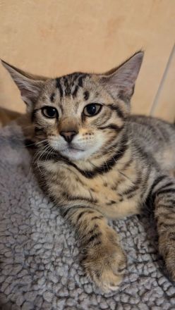 Unsere Kitten sind zum Auszug bereit