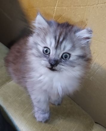 2 bkh mit persa 2 glückskatze mit persa