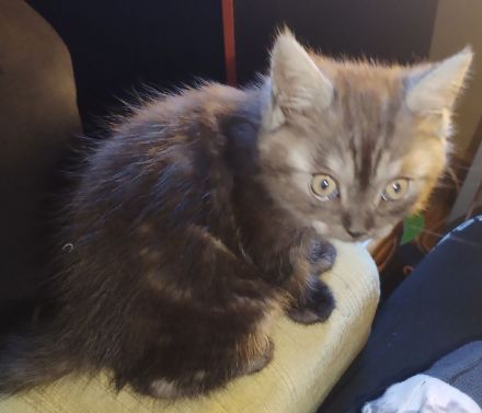 2 bkh mit persa 2 glückskatze mit persa