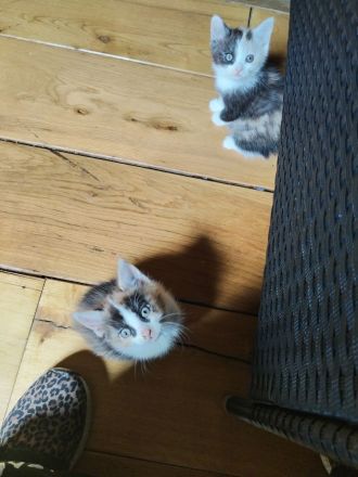 2 bkh mit persa 2 glückskatze mit persa