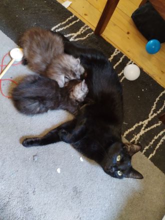 2 bkh mit persa 2 glückskatze mit persa