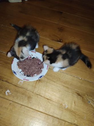 2 bkh mit persa 2 glückskatze mit persa