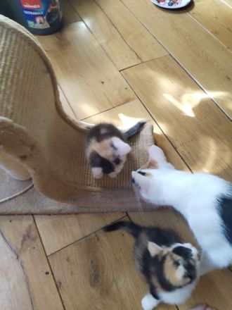 2 bkh mit persa 2 glückskatze mit persa