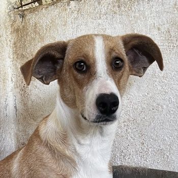 Ida, geb. ca. 05/2021, lebt in GRIECHENLAND, auf einer privaten Pflegestelle