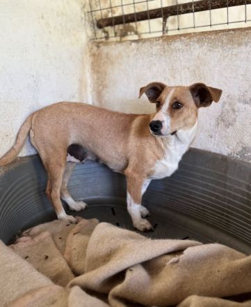 Ida, geb. ca. 05/2021, lebt in GRIECHENLAND, auf einer privaten Pflegestelle