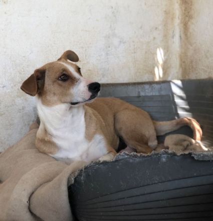 Ida, geb. ca. 05/2021, lebt in GRIECHENLAND, auf einer privaten Pflegestelle