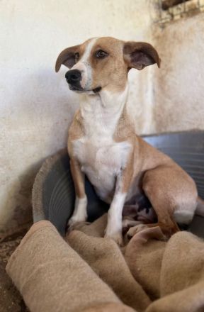 Ida, geb. ca. 05/2021, lebt in GRIECHENLAND, auf einer privaten Pflegestelle