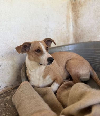 Ida, geb. ca. 05/2021, lebt in GRIECHENLAND, auf einer privaten Pflegestelle