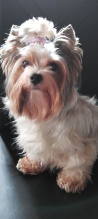 Jorkschire Terrier Welpen