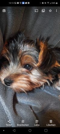 Jorkschire Terrier Welpen
