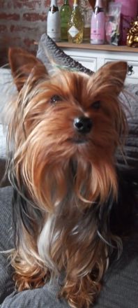 Jorkschire Terrier Welpen