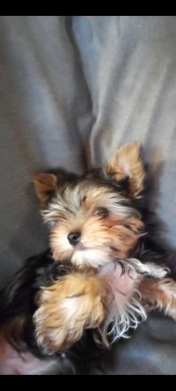 Jorkschire Terrier Welpen