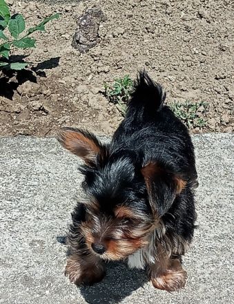 Jorkschire Terrier Welpen