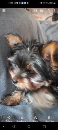 Jorkschire Terrier Welpen