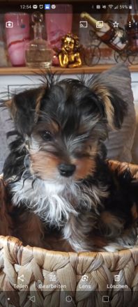 Jorkschire Terrier Welpen