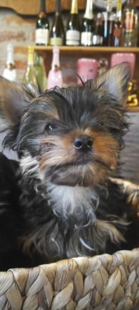 Jorkschire Terrier Welpen