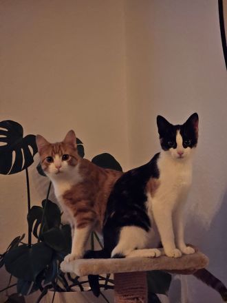 Britisch-Kurzhaar Mischlingskatzen-Geschwisterpaar sucht ein neues Zuhause