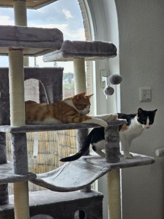 Britisch-Kurzhaar Mischlingskatzen-Geschwisterpaar sucht ein neues Zuhause