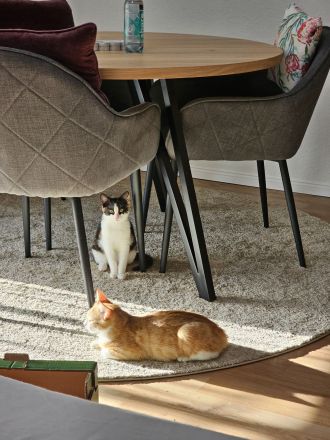 Britisch-Kurzhaar Mischlingskatzen-Geschwisterpaar sucht ein neues Zuhause