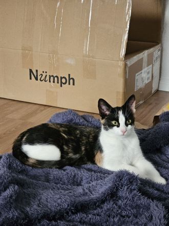 Britisch-Kurzhaar Mischlingskatzen-Geschwisterpaar sucht ein neues Zuhause