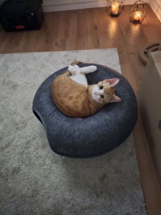 Britisch-Kurzhaar Mischlingskatzen-Geschwisterpaar sucht ein neues Zuhause