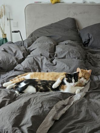 Britisch-Kurzhaar Mischlingskatzen-Geschwisterpaar sucht ein neues Zuhause