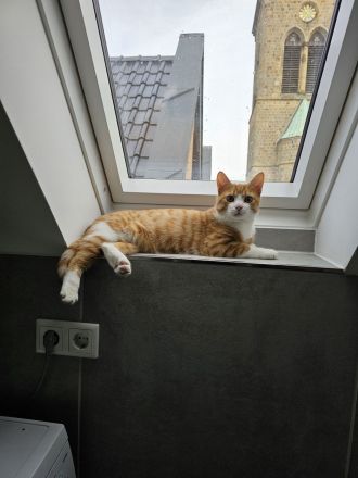 Britisch-Kurzhaar Mischlingskatzen-Geschwisterpaar sucht ein neues Zuhause