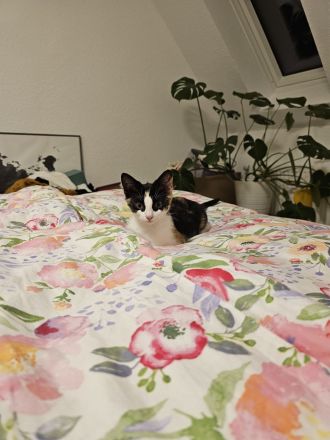 Britisch-Kurzhaar Mischlingskatzen-Geschwisterpaar sucht ein neues Zuhause