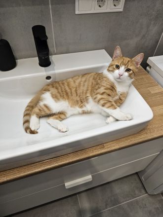 Britisch-Kurzhaar Mischlingskatzen-Geschwisterpaar sucht ein neues Zuhause