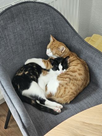 Britisch-Kurzhaar Mischlingskatzen-Geschwisterpaar sucht ein neues Zuhause