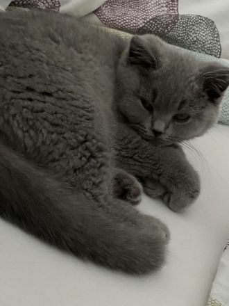 Bkh Kitten Reinrassig Männlich