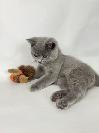 Bkh Kitten Reinrassig Männlich