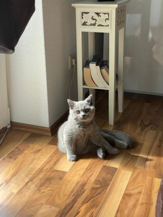 Bkh Kitten Reinrassig Männlich