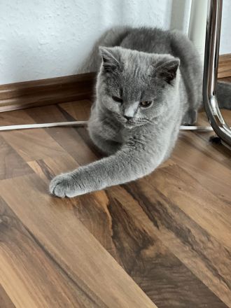 Bkh Kitten Reinrassig Männlich