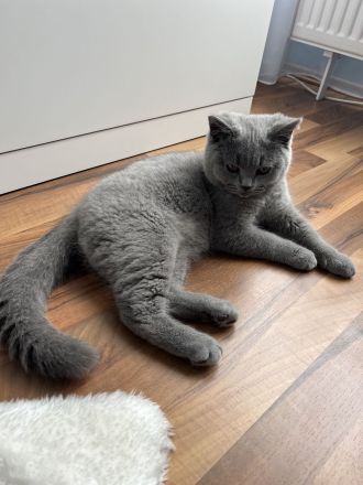 Bkh Kitten Reinrassig Männlich