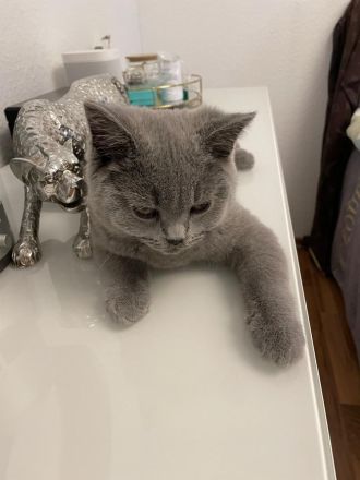 Bkh Kitten Reinrassig Männlich