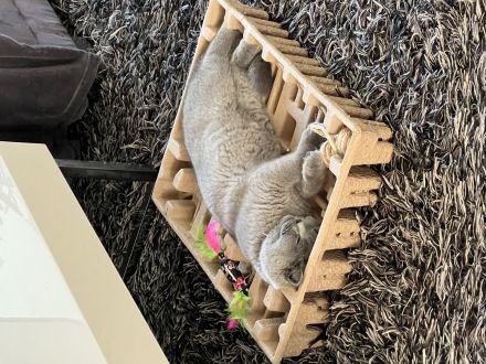 Bkh Kitten Reinrassig Männlich