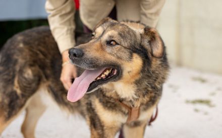 Tikaani sucht ein neues, liebevolles Zuhause