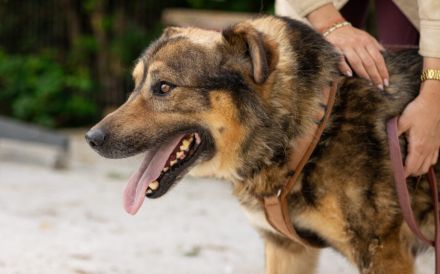 Tikaani sucht ein neues, liebevolles Zuhause