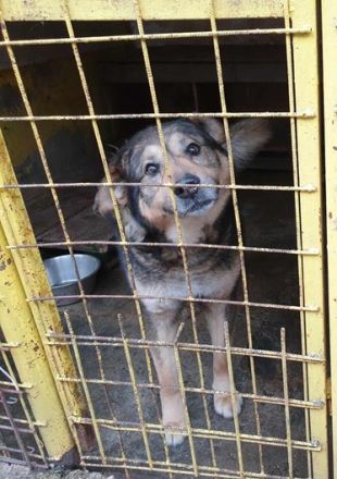 Tikaani sucht ein neues, liebevolles Zuhause