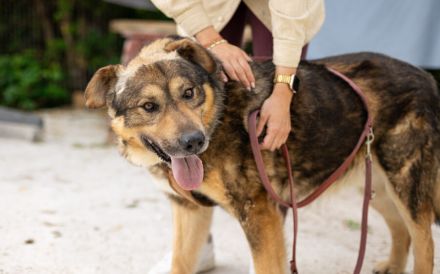 Tikaani sucht ein neues, liebevolles Zuhause