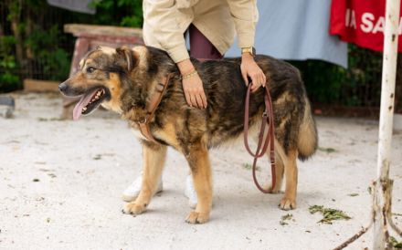 Tikaani sucht ein neues, liebevolles Zuhause