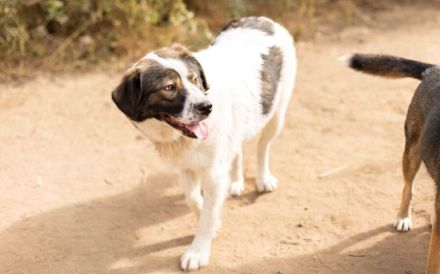 Mishka, außergewöhnlich herzliche Fellmädchen sucht ihr Traum-Zuhause!