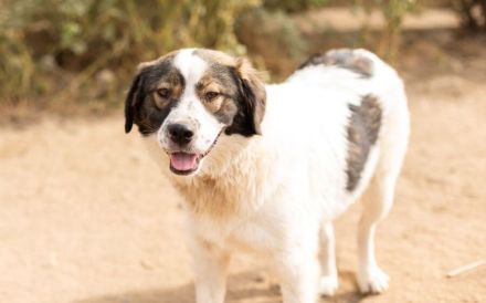 Mishka, außergewöhnlich herzliche Fellmädchen sucht ihr Traum-Zuhause!