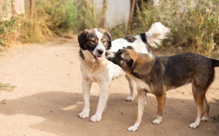 Mishka, außergewöhnlich herzliche Fellmädchen sucht ihr Traum-Zuhause!