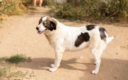 Mishka, außergewöhnlich herzliche Fellmädchen sucht ihr Traum-Zuhause!