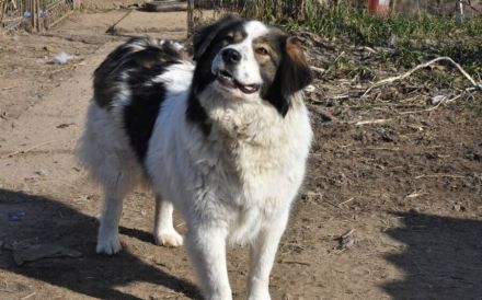 Mishka, außergewöhnlich herzliche Fellmädchen sucht ihr Traum-Zuhause!
