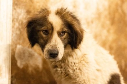 Mishka, außergewöhnlich herzliche Fellmädchen sucht ihr Traum-Zuhause!